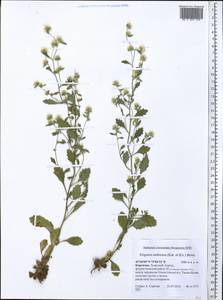 Neobrachyactis roylei (DC.) Brouillet, Средняя Азия и Казахстан, Северный и Центральный Тянь-Шань (M4) (Киргизия)