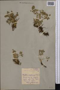 Potentilla cinerea subsp. incana (G.Gaertn., B.Mey. & Scherb.) Asch., Средняя Азия и Казахстан, Северный и Центральный Казахстан (M10) (Казахстан)