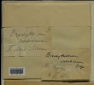 Brachythecium salebrosum (Hoffm. ex F. Weber & D. Mohr) Schimp., Гербарий мохообразных, Мхи - Украина и Молдавия (B3) (Украина)