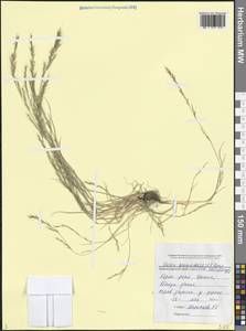 Festuca bromoides L., Кавказ, Черноморское побережье (от Новороссийска до Адлера) (K3) (Россия)