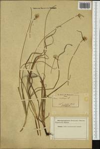 Carex baldensis L., Западная Европа (EUR) (Неизвестно)