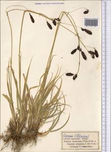 Carex nivalis Boott, Средняя Азия и Казахстан, Памир и Памиро-Алай (M2) (Таджикистан)