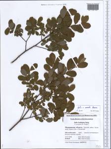Salix onusta Bess., Восточная Европа, Северный район (E1) (Россия)