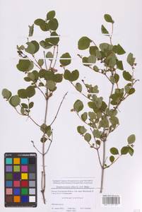 Снежноягодник белый (L.) K.Koch, Восточная Европа, Московская область и Москва (E4a) (Россия)