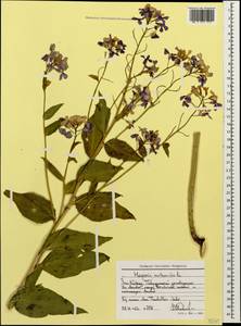 Вечерница обыкновенная L., Кавказ, Ставропольский край, Карачаево-Черкесия, Кабардино-Балкария (K1b) (Россия)