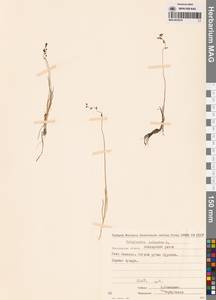 Триостренник болотный L., Сибирь, Чукотка и Камчатка (S7) (Россия)