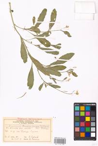 Капуста сизая, Сарептская горчица (L.) Czern., Восточная Европа, Московская область и Москва (E4a) (Россия)