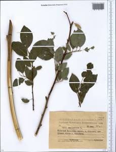 Ива филиколистная L., Сибирь, Западный (Казахстанский) Алтай (S2a) (Казахстан)