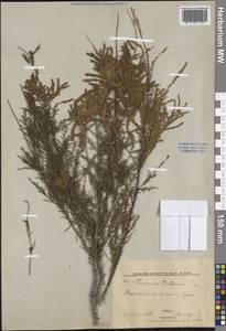 Гребенщик многоветвистый, Гребенщик ветвистый Ledeb., Средняя Азия и Казахстан, Западный Тянь-Шань и Каратау (M3) (Узбекистан)