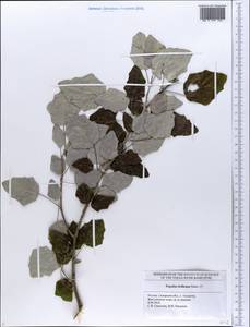 Populus alba var. pyramidalis Bunge, Восточная Европа, Средневолжский район (E8) (Россия)