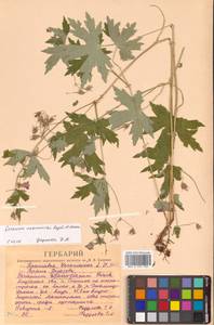 Герань Максимовича Regel & Maack, Сибирь, Дальний Восток (S6) (Россия)