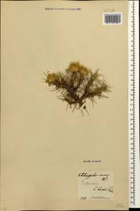 Астрагал золотистый Willd., Кавказ (без точных местонахождений) (K0)