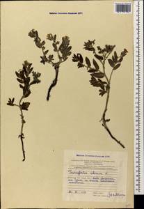 Heliotropium sibiricum (L.) J.I.M.Melo, Кавказ, Азербайджан (K6) (Азербайджан)