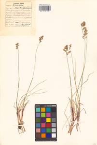 Anthoxanthum monticola (Bigelow) Veldkamp, Сибирь, Дальний Восток (S6) (Россия)