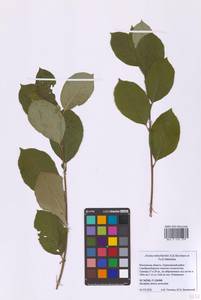 Sorbaronia × fallax C.K.Schneid., Восточная Европа, Московская область и Москва (E4a) (Россия)