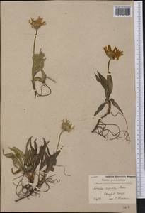 Arnica montana subsp. montana, Америка (AMER) (Гренландия)