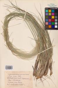 Ковыль перистый L., Восточная Европа, Нижневолжский район (E9) (Россия)