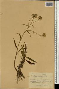Inula salsoloides (Turcz.) Ostenf., Зарубежная Азия (ASIA) (КНР)