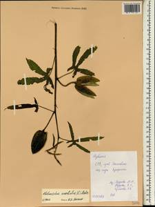 Abelmoschus moschatus (L.) Medik., Зарубежная Азия (ASIA) (Вьетнам)