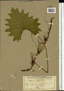 Белокопытник холодный (L.) Fr., Восточная Европа, Северный район (E1) (Россия)