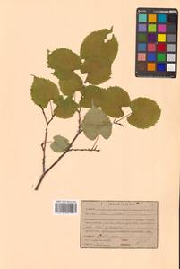 Липа амурская Rupr., Сибирь, Дальний Восток (S6) (Россия)