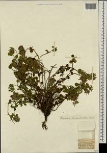 Зизифора пахучковидная Lam., Кавказ, Турецкий Кавказ (K7) (Турция)