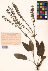 MHA 0 156 324, Шалфей луговой L., Восточная Европа, Северо-Украинский район (E11) (Украина)