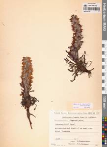 Мытник лисохвостый Steven ex Spreng., Сибирь, Чукотка и Камчатка (S7) (Россия)