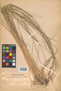 Вейник тростниковый (L.) Roth, Сибирь, Дальний Восток (S6) (Россия)