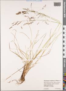 Щучка дернистая (L.) P.Beauv., Сибирь, Якутия (S5) (Россия)