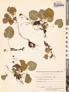Фиалка Морица Tepl., Сибирь, Чукотка и Камчатка (S7) (Россия)