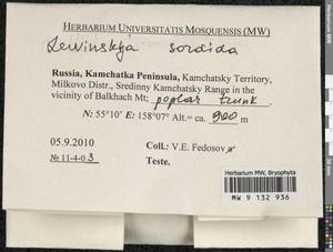 Lewinskya sordida (Sull. & Lesq.) F. Lara, Garilleti & Goffinet, Гербарий мохообразных, Мхи - Чукотка и Камчатка (B21) (Россия)
