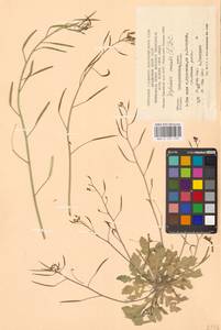 Двурядка стенная (L.) DC., Восточная Европа, Западно-Украинский район (E13) (Украина)