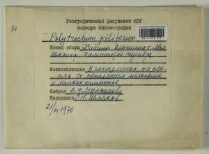 Polytrichum piliferum Hedw., Гербарий мохообразных, Мхи - Карелия, Ленинградская и Мурманская области (B4) (Россия)