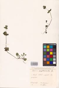 MHA 0 154 478, Яснотка стеблеобъемлющая L., Восточная Европа, Северо-Украинский район (E11) (Украина)