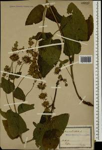Шалфей мутовчатый L., Кавказ, Грузия (K4) (Грузия)