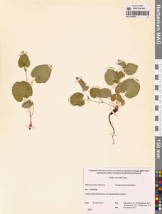 Фиалка Морица Tepl., Сибирь, Чукотка и Камчатка (S7) (Россия)