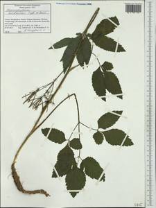 Chaerophyllum heldreichii Orph. ex Boiss., Западная Европа (EUR) (Греция)