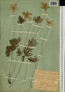 Ветреница лесная L., Сибирь, Западный (Казахстанский) Алтай (S2a) (Казахстан)