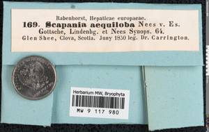 Scapania aequiloba (Schwägr.) Dumort., Гербарий мохообразных, Мхи - Западная Европа (BEu) (Великобритания)