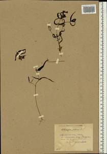 Марьянник луговой L., Восточная Европа, Белоруссия (E3a) (Белоруссия)