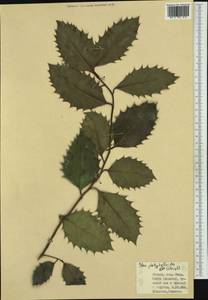 Ilex aquifolium L., Западная Европа (EUR) (Италия)
