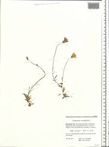 Колокольчик круглолистный L., Восточная Европа, Северный район (E1) (Россия)