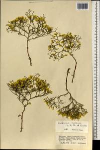 Кермек золотистый (L.) Chaz., Монголия (MONG) (Монголия)