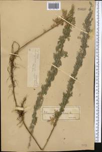 Полынь понтийская L., Средняя Азия и Казахстан, Муюнкумы, Прибалхашье и Бетпак-Дала (M9) (Казахстан)