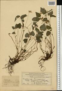 Viola ×kiliensis E. H. L. Krause, Восточная Европа, Московская область и Москва (E4a) (Россия)