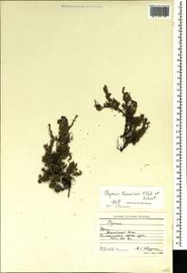 Тимьян крымский, Чабрец крымский Klokov & Des.-Shost., Крым (KRYM) (Россия)