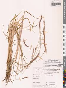 × Elyhordeum, Сибирь, Чукотка и Камчатка (S7) (Россия)