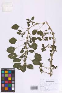 Щирица синеватая L., Восточная Европа, Московская область и Москва (E4a) (Россия)