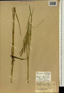 Panicum subalbidum Kunth, Африка (AFR) (Мали)